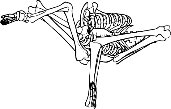 Dem bones dem bones dem – dry bones!