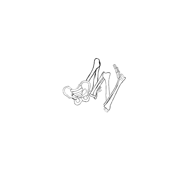Dem bones dem bones dem – dry bones!