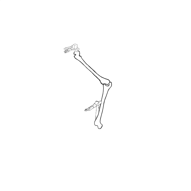 Dem bones dem bones dem – dry bones!