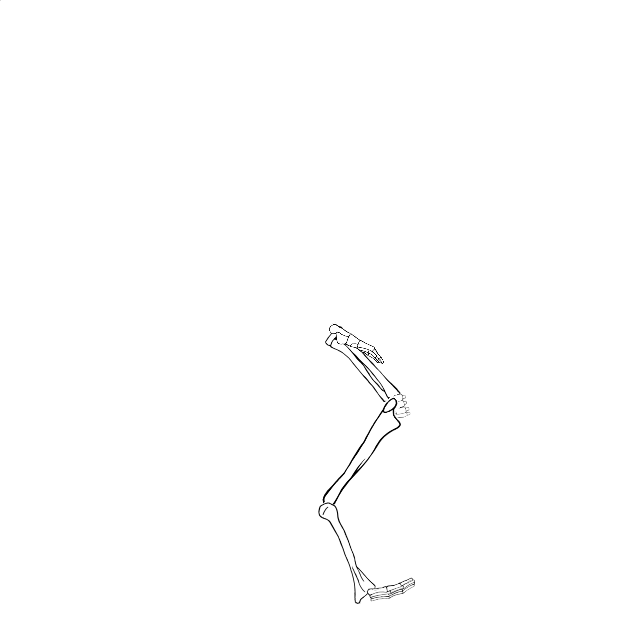 Dem bones dem bones dem – dry bones!