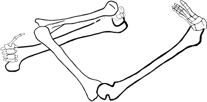 Dem bones dem bones dem – dry bones!