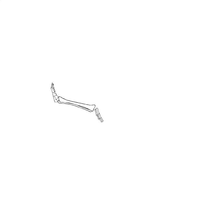 Dem bones dem bones dem – dry bones!