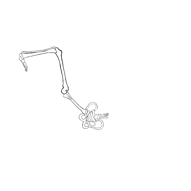 Dem bones dem bones dem – dry bones!