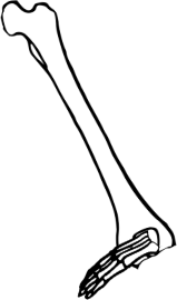 Dem bones dem bones dem – dry bones!