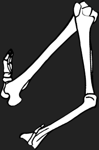 Dem bones dem bones dem – dry bones!