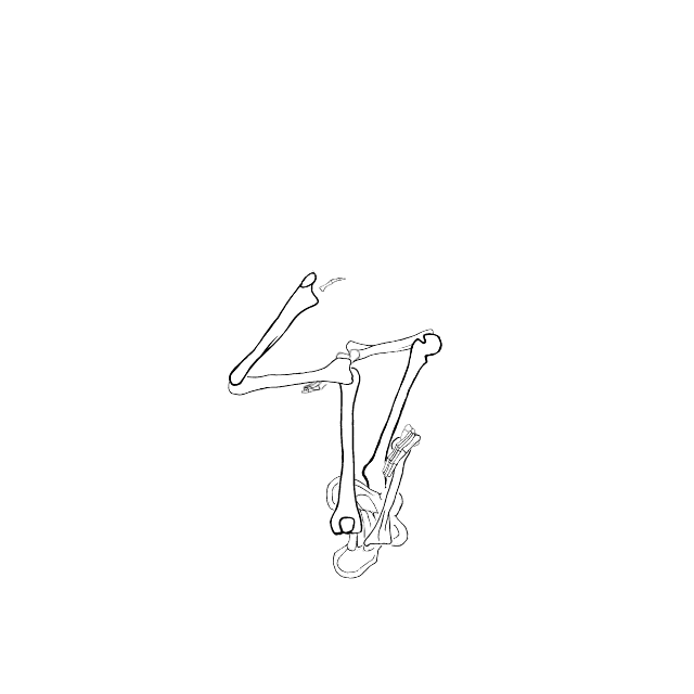 Dem bones dem bones dem – dry bones!