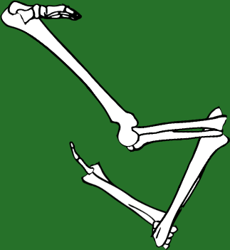 Dem bones dem bones dem – dry bones!