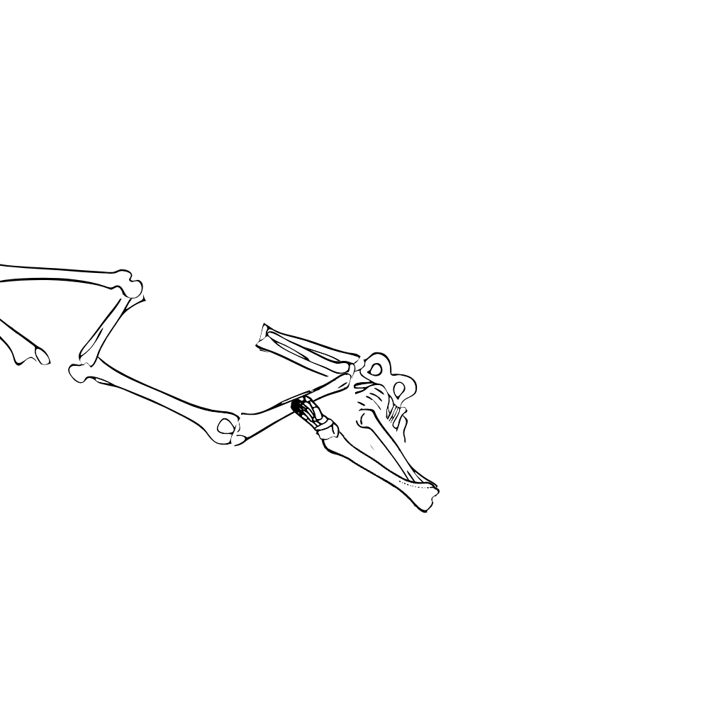 Dem bones dem bones dem – dry bones!