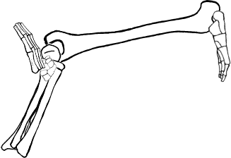 Dem bones dem bones dem – dry bones!