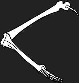 Dem bones dem bones dem – dry bones!