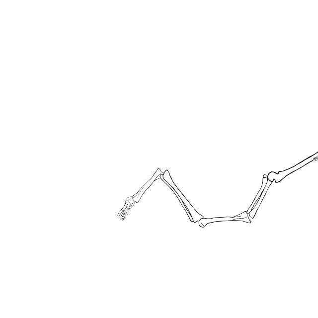Dem bones dem bones dem – dry bones!