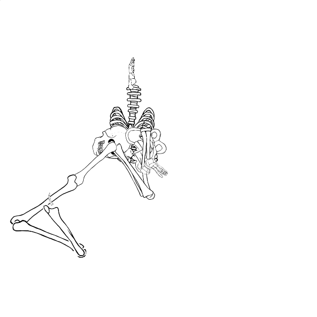Dem bones dem bones dem – dry bones!