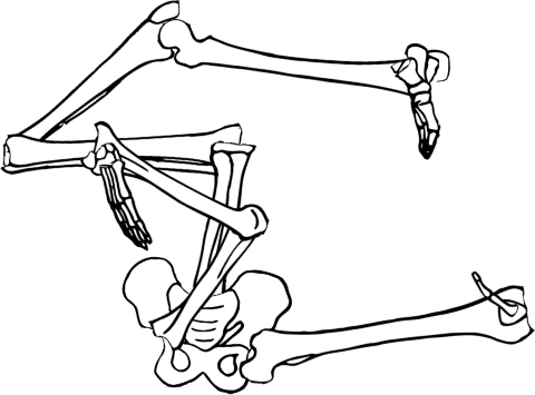 Dem bones dem bones dem – dry bones!
