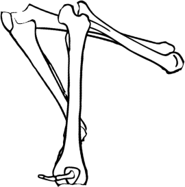 Dem bones dem bones dem – dry bones!