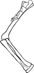 Dem bones dem bones dem – dry bones!