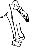 Dem bones dem bones dem – dry bones!