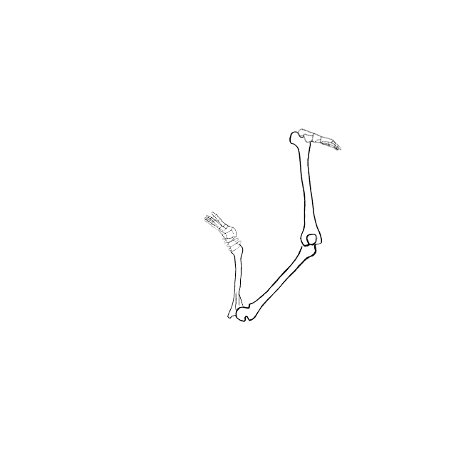 Dem bones dem bones dem – dry bones!