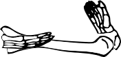 Dem bones dem bones dem – dry bones!