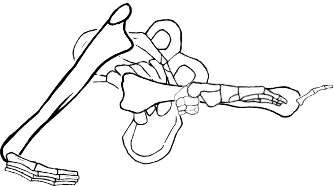 Dem bones dem bones dem – dry bones!