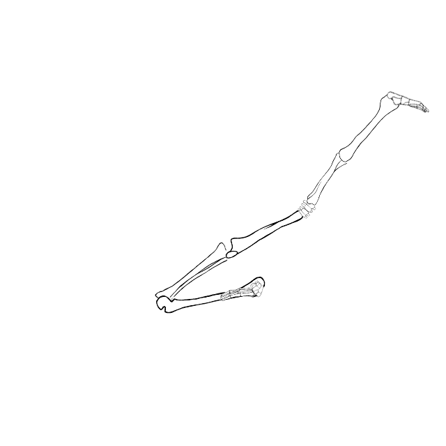 Dem bones dem bones dem – dry bones!