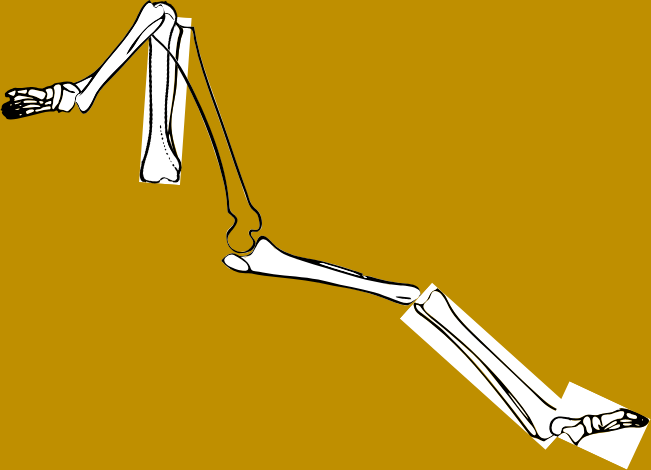 Dem bones dem bones dem – dry bones!