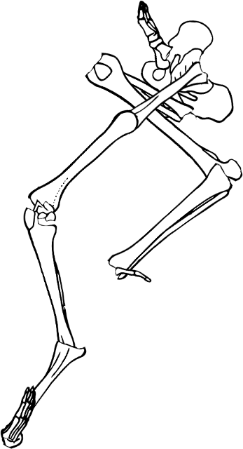 Dem bones dem bones dem – dry bones!