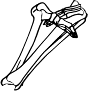 Dem bones dem bones dem – dry bones!