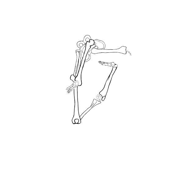 Dem bones dem bones dem – dry bones!