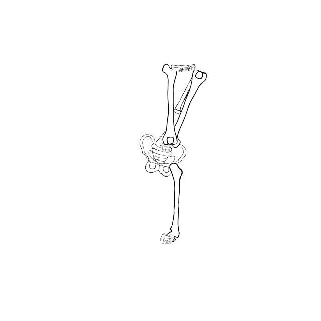 Dem bones dem bones dem – dry bones!