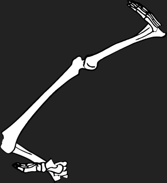 Dem bones dem bones dem – dry bones! Dem bones dem bones dem – extra bones!