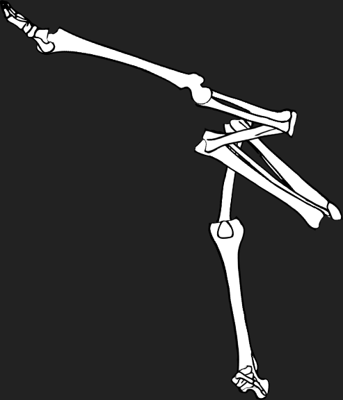 Dem bones dem bones dem – dry bones! Dem bones dem bones dem – extra bones!