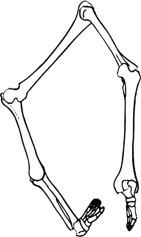 Dem bones dem bones dem – dry bones!