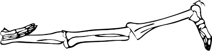 Dem bones dem bones dem – dry bones!