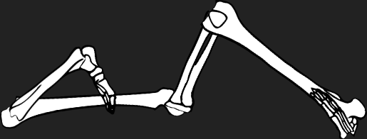 Dem bones dem bones dem – dry bones!