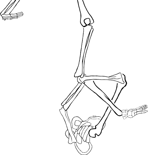 Dem bones dem bones dem – dry bones!