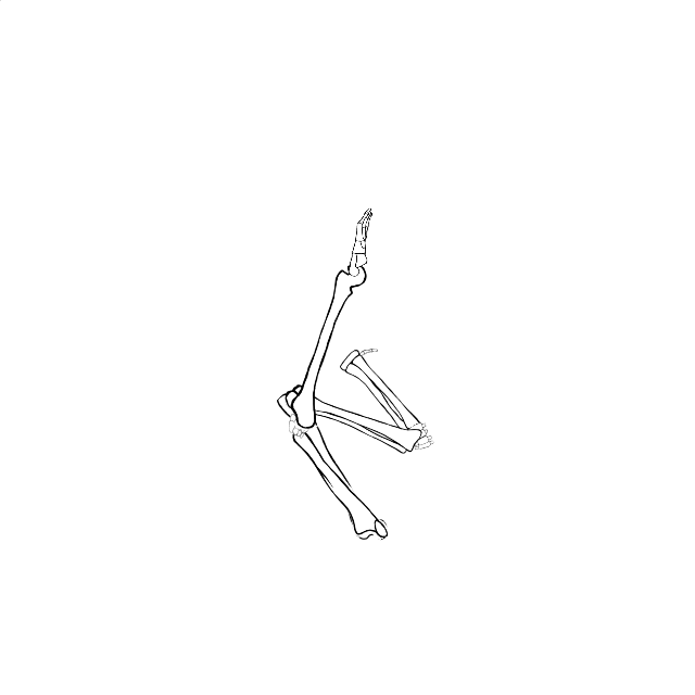 Dem bones dem bones dem – dry bones!