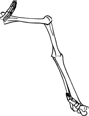 Dem bones dem bones dem – dry bones!