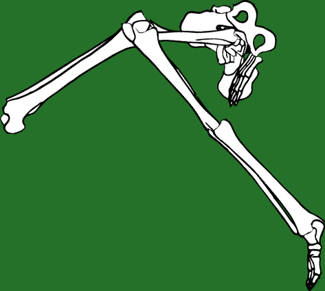Dem bones dem bones dem – dry bones!