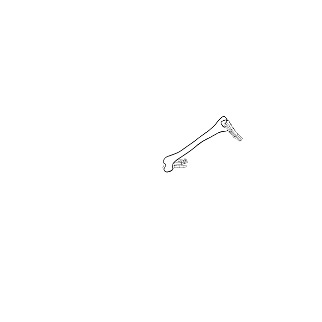 Dem bones dem bones dem – dry bones!