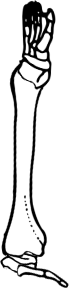 Dem bones dem bones dem – dry bones!