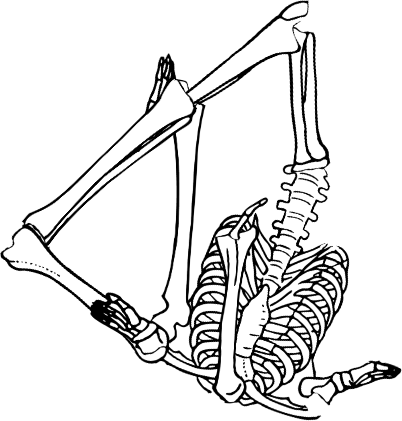 Dem bones dem bones dem – dry bones!