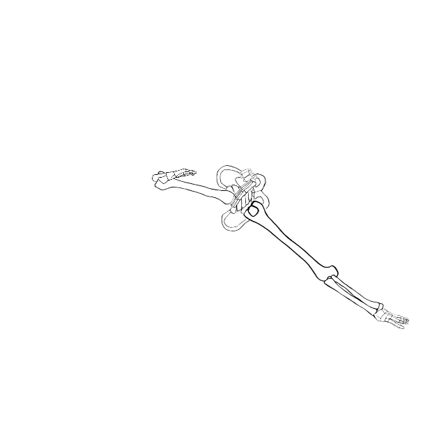 Dem bones dem bones dem – dry bones!