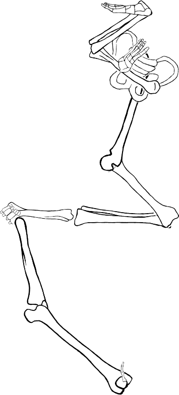 Dem bones dem bones dem – dry bones!