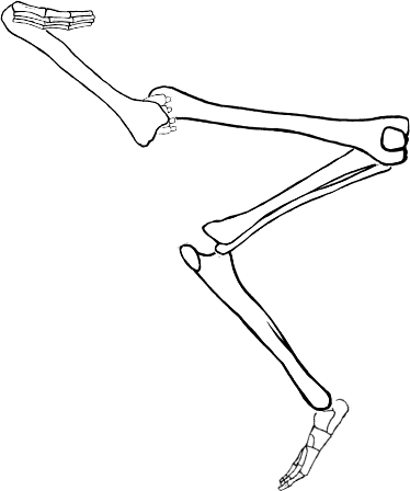 Dem bones dem bones dem – dry bones!