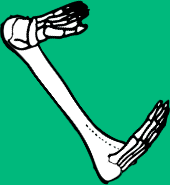 Dem bones dem bones dem – dry bones!