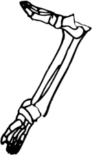 Dem bones dem bones dem – dry bones!