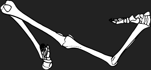 Dem bones dem bones dem – dry bones!