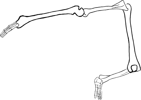 Dem bones dem bones dem – dry bones!
