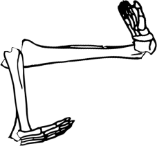 Dem bones dem bones dem – dry bones!