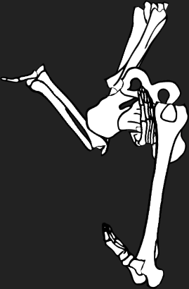 Dem bones dem bones dem – dry bones!